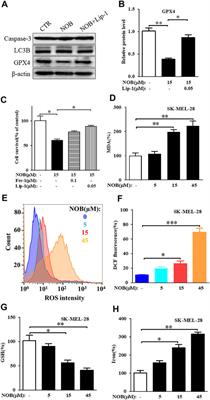 Nobiletin Induces Ferroptosis in Human Skin Melanoma Cells Through the GSK3β-Mediated Keap1/Nrf2/HO-1 Signalling Pathway